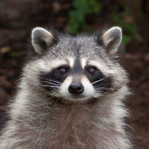 Meet your Posher, Forest Dwelling Creature